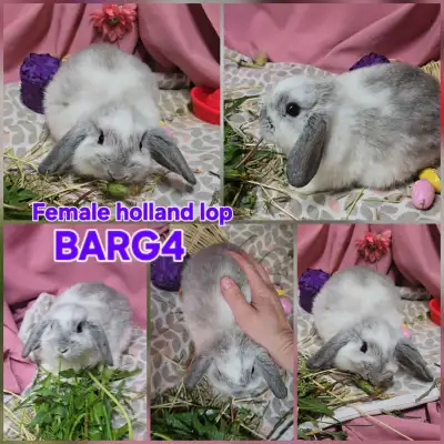 Pure holland lop bunnies, View more