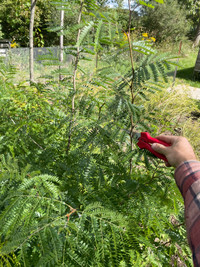 Honey Locust Trees For Sale