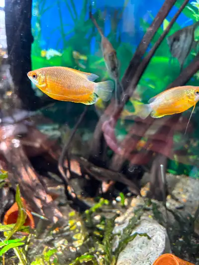 Think lipped gourami, View more
