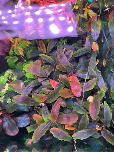 Bucephanlandra Theia Aquarium plant, View more