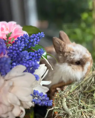 Absolutely Beautiful Holland Lop bunnies!!, View more