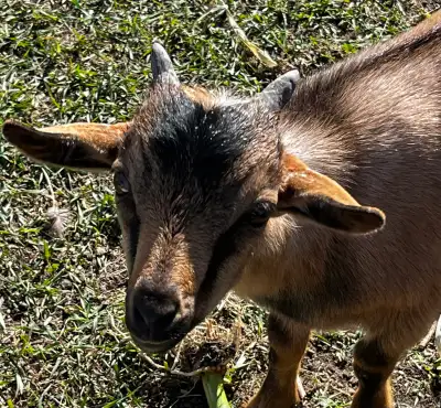 We have a very handsome little miniature buck for sale. He is 3 1/2 Months old and he thinks he is r...