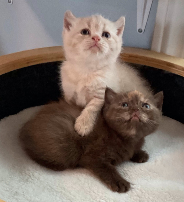 8 Gorgeous British Shorthair Babies! in Cats & Kittens for Rehoming in Charlottetown
