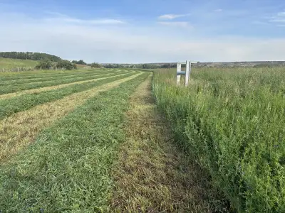 1st /2nd Cut Alfalfa/Grass Hay Bales, View more