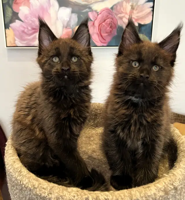 Registered Purebred Maine Coon Kittens in Cats & Kittens for Rehoming in Victoria - Image 4