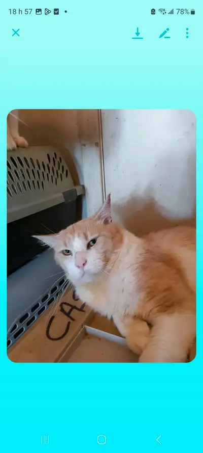 Chats a vendre mâles et femelles de tous les âges. Doit partir très vite la propriétaire est malade...