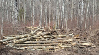 Free Wood - located 5min east of sherwood park