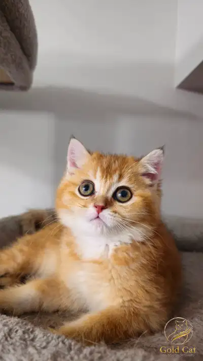 Purebred Golden Chinchilla British Shorthair Male Kitten, View more