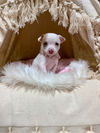 Apple head Chihuahua puppies