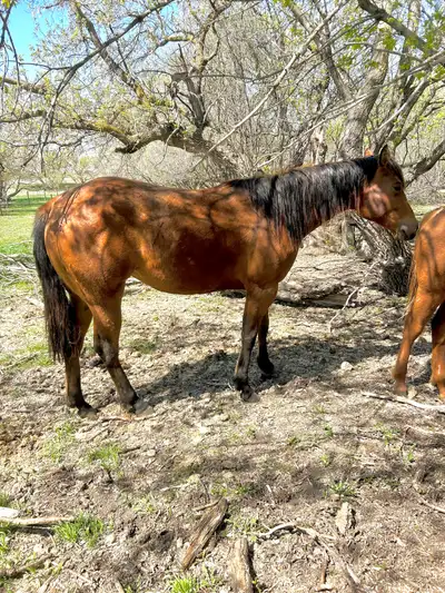 AQHA 2022 YOUNG MARE, View more