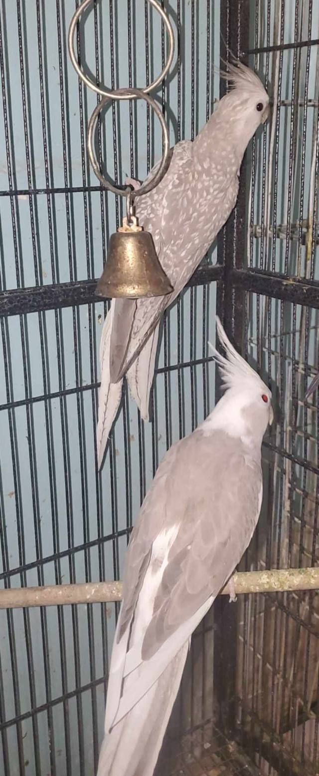 Cockatiel for Sale!!! in Birds for Rehoming in City of Toronto - Image 4