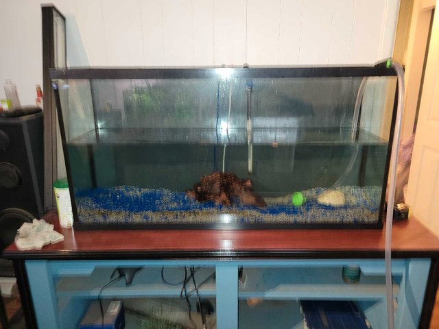 Fish tank in Fish for Rehoming in Peterborough