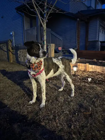 We are looking for a new home for Mabel. Bradley and I have had to make the incredibly difficult dec...