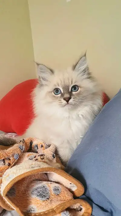 Siberian kittens, View more