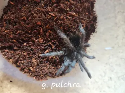 Grammostola pulchra 2 years old 2 to 3 inches $100 obo. Unsexed