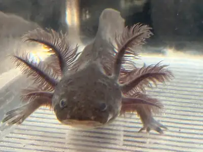 Axolotls - reputable breeder , View more