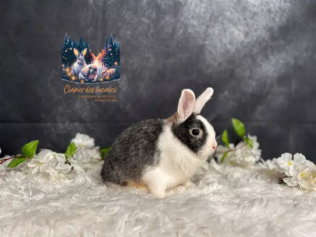 Neutered Netherland dwarf  in Small Animals for Rehoming in Ottawa - Image 3
