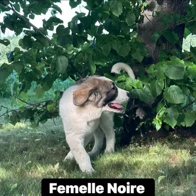 Chiots Mâtin des Pyrénées pure race, View more
