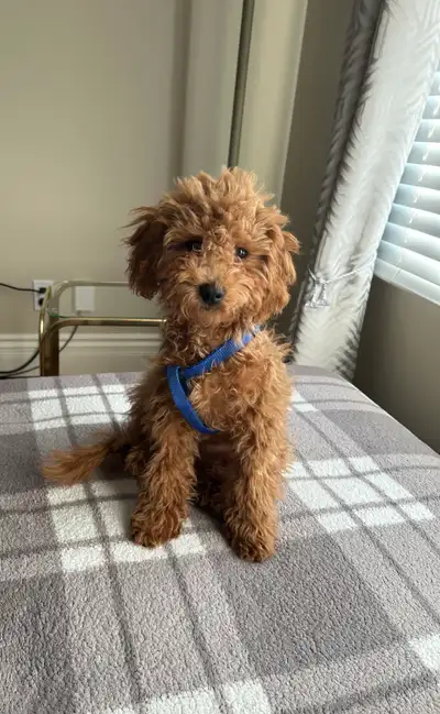 Adorable Male Red Miniature Poodle Puppy, View more