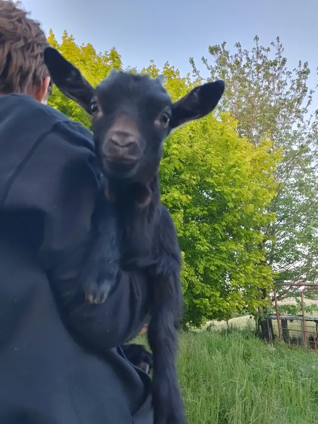 Dowling goats in Livestock in Moncton - Image 3