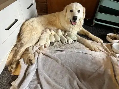 Great Pyreness puppies, View more