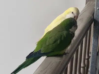 quacker parrots for sale , View more
