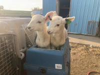 Bottle lambs available 