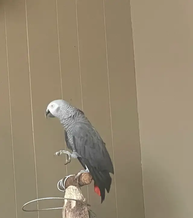 Beautiful African Gray Parrot in Birds for Rehoming in Saskatoon - Image 3