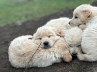Adorable Golden Retriever X  Pups