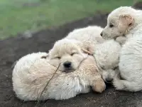 Adorable Golden Retriever X  Pups