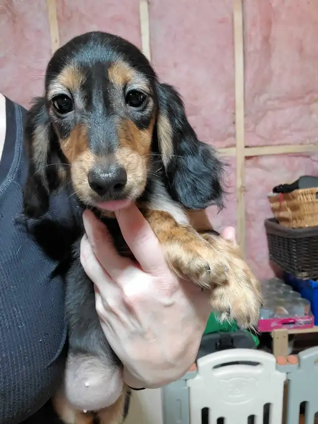 CKC Mini Longhair Dachshunds  in Dogs & Puppies for Rehoming in City of Toronto - Image 4