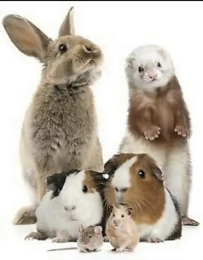Small Animal Pet Sitting!, View more