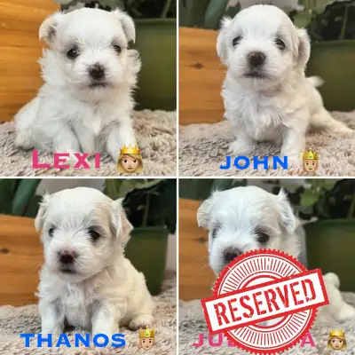 Bonjour je vous présente une magnifique portée disponible en adoption Les chiots sont vaccinés, pucé...