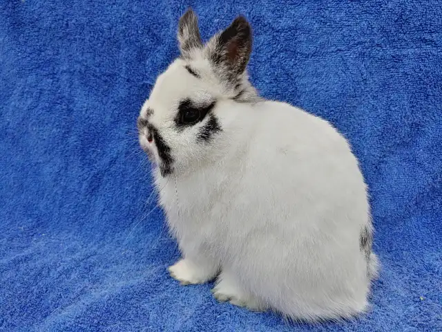 EXTRAORDINARY BABY BLUE-EYED WHITE NETHERLAND DWARF BUNNY RABBIT in Small Animals for Rehoming in City of Toronto - Image 8