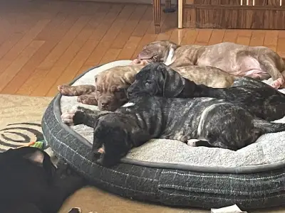 Cane Corso mix pups ready to go, View more