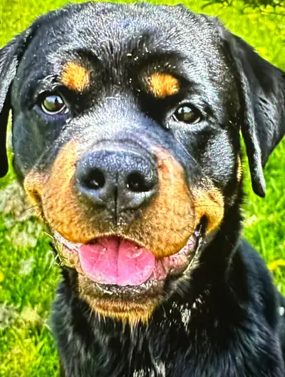 This gentle, loving, playful Rotti boy is 3 years old, neutered and needs a forever home. I am not s...