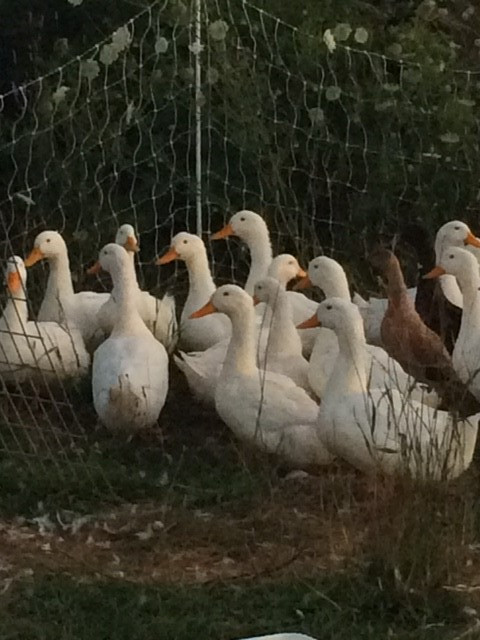 Pekin Ducks for Sale in Livestock in St. Catharines