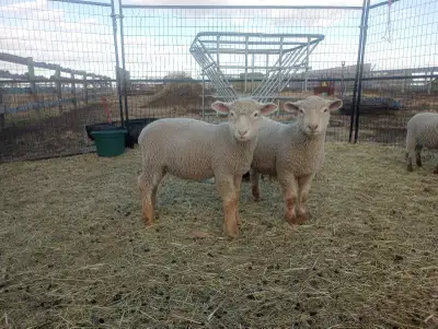 Dorset x Canadian Arcott Ram Lambs, View more