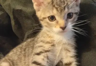 ADORABLE ABBYSINIAN MIX KITTENS. M & F. ONLY $65., View more
