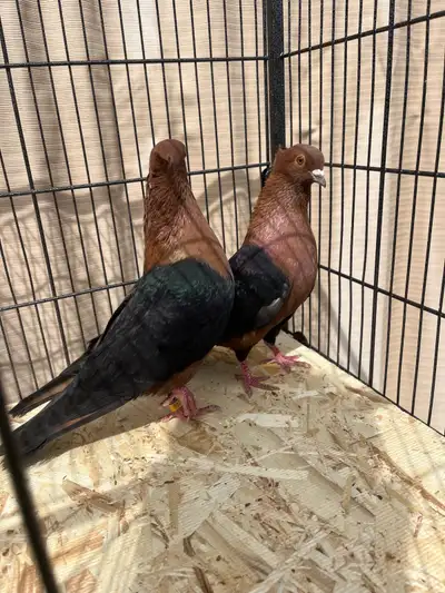 Archangel Pigeons For Sale, View more