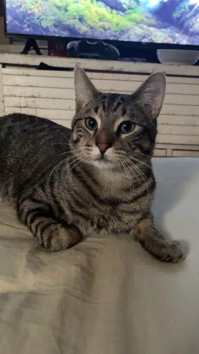 He needs to be good home , View more