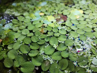 Aquarium floating plant - Water Spangles (Salvinia Cucullata), View more