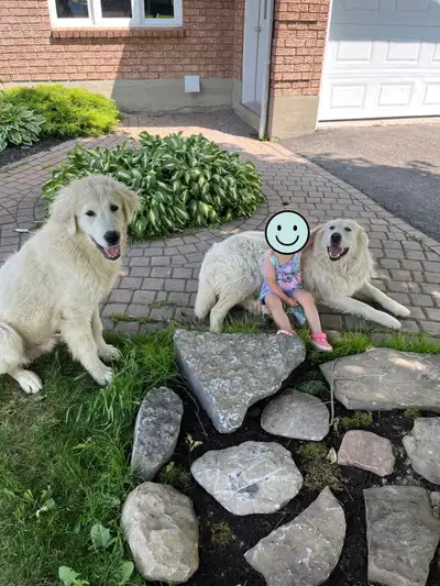 Pyrenees Maremma Mix puppies, View more