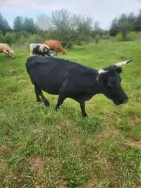 Dexter cow