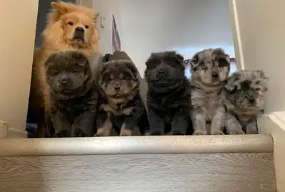 chow chow puppies, View more