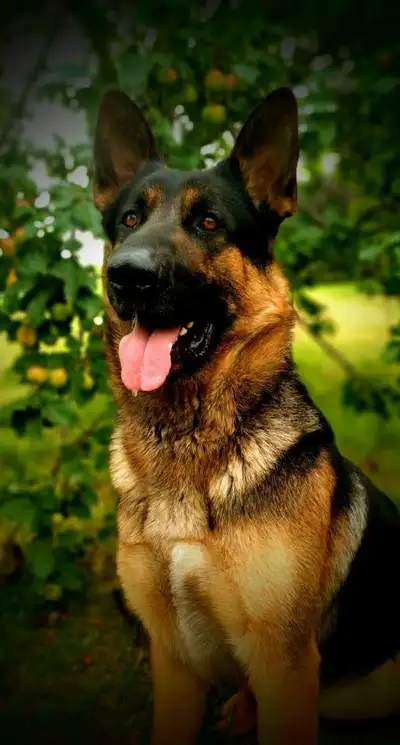 Once again, we thank you all for your overwhelming interest in our beautiful dogs. Our current litte...