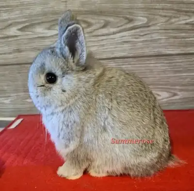 Netherland Dwarf Bunny, View more