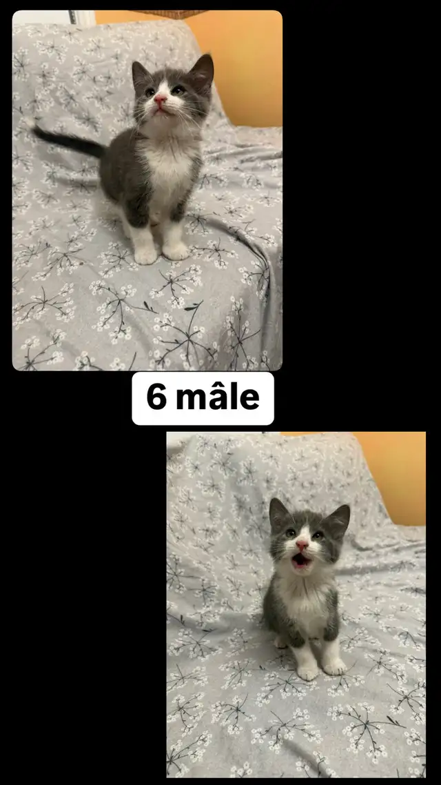 Petits chatons, bien lire description! in Cats & Kittens for Rehoming in Longueuil / South Shore - Image 7