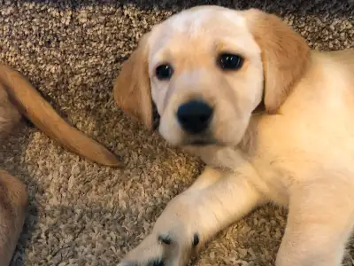 Gorgeous Lab x Golden Puppies!!, View more