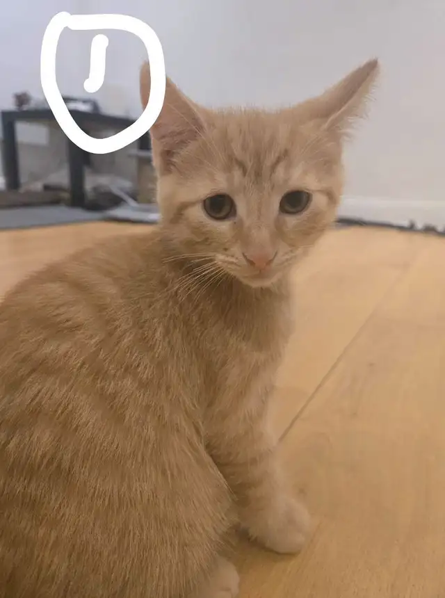 Male Kittens for sale! (Half maincoon, half short hair) in Cats & Kittens for Rehoming in City of Montréal - Image 2